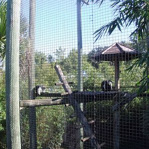 Colobus Exhibit at Jacksonville, 10/10/13