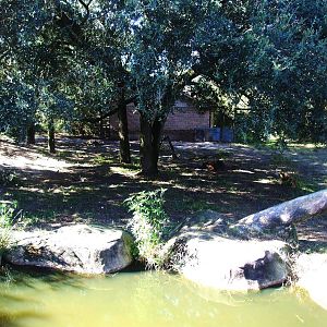 Lion Enclosure at Jacksonville, 10/10/13
