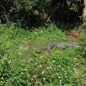 American Alligator at Jacksonville, 10/10/13