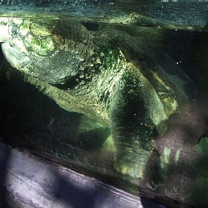 Alligator Snapping Turtle at Jacksonville, 10/10/13