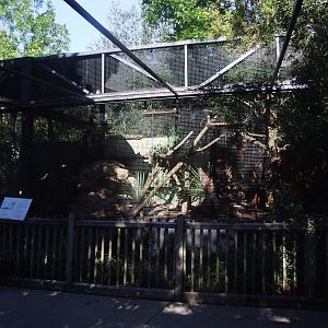 Bobcat Exhibit at Jacksonville, 10/10/13