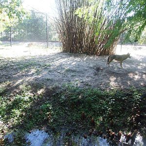 Wolf Enclosure at Jacksonville, 10/10/13