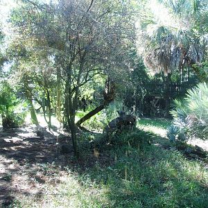 Florida Panther Exhibit at Jacksonville, 10/10/13