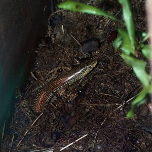 Eastern Glass Lizard at Jacksonville, 10/10/13