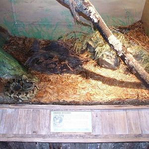 Rattlesnake Enclosure at Jacksonville, 10/10/13