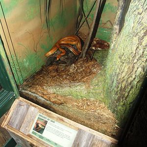 Ratsnake Enclosure at Jacksonville, 10/10/13