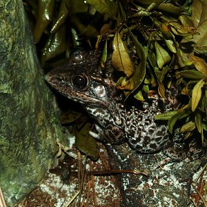 Florida Gopher Frog at Jacksonville, 10/10/13