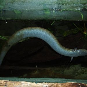 Lesser Siren at Jacksonville, 10/10/13