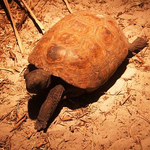 Gopher Tortoise at Jacksonville, 10/10/13