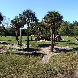 Giraffe Paddock at Jacksonville, 10/10/13