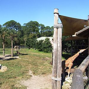 Giraffe Paddock at Jacksonville, 10/10/13