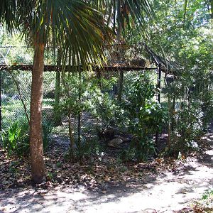 Florida Panther Exhibit at Jacksonville, 10/10/13
