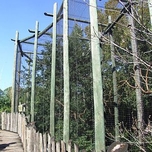 Siamang Exhibit at Jacksonville, 10/10/13