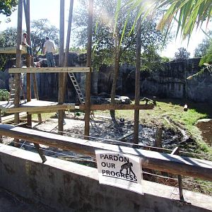 Bonobo Exhibit at Jacksonville, 10/10/13