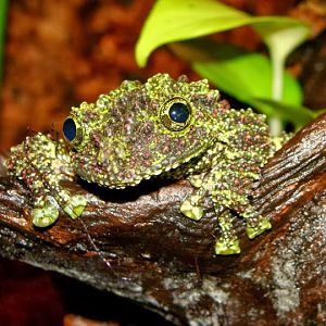 Theloderma corticale