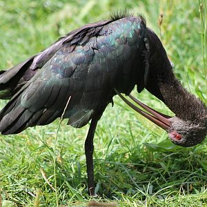 Puna ibis