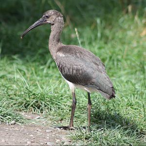 Scarlet ibis young bird