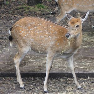 Vietnam sika deer