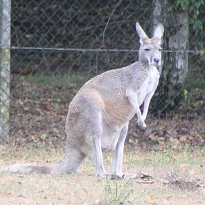 Red Giant Kangaroo