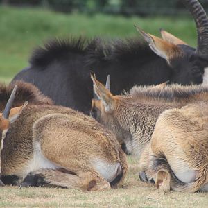 Sable antilopes
