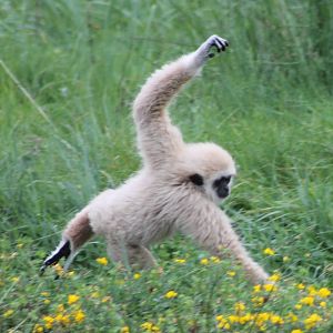 White-handed gibbon youngster