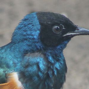 Superb starling