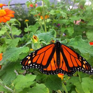 Powell Gardens - Kingsville, Missouri
