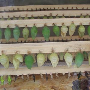 Powell Gardens Festival of Butterflies - Kingsville, Missouri