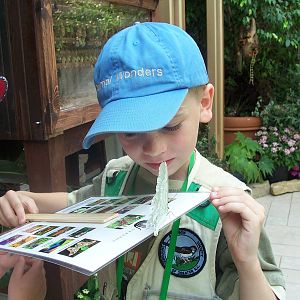 Powell Gardens Festival of Butterflies - Kingsville, Missouri