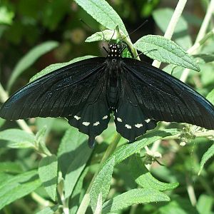 Powell Gardens Festival of Butterflies - Kingsville, Missouri