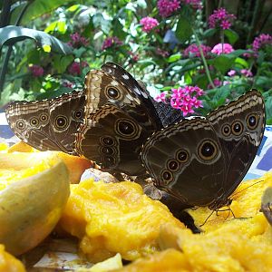 Powell Gardens Festival of Butterflies - Kingsville, Missouri