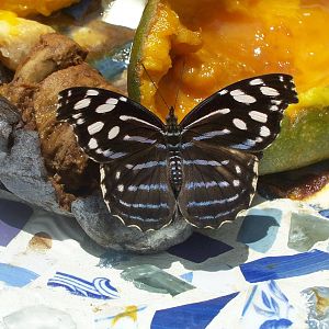 Powell Gardens Festival of Butterflies - Kingsville, Missouri