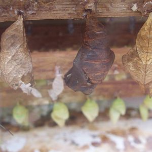 Powell Gardens Festival of Butterflies - Kingsville, Missouri