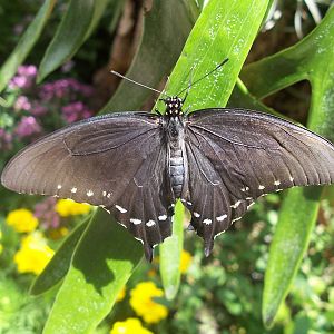 Powell Gardens Festival of Butterflies - Kingsville, Missouri