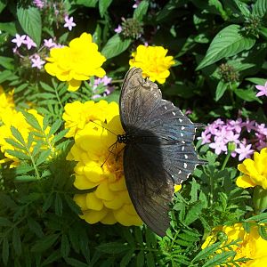 Powell Gardens Festival of Butterflies - Kingsville, Missouri