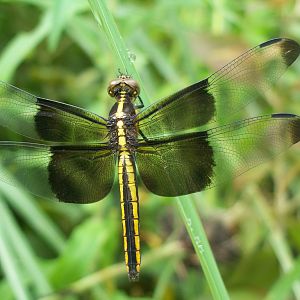 Dragonfly species