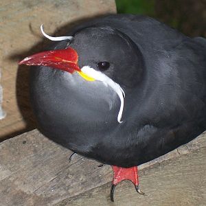 Inca Tern (Larosterna inca)