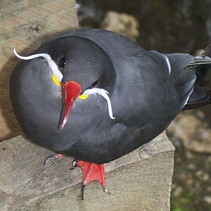 Inca Tern (Larosterna inca)