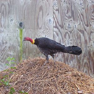 Australian Brush-turkey (Alectura lathami)