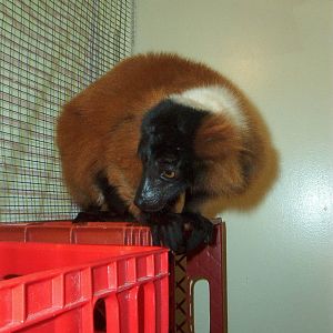 Red Ruffed Lemur (Varecia rubra)