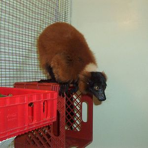 Red Ruffed Lemur (Varecia rubra)