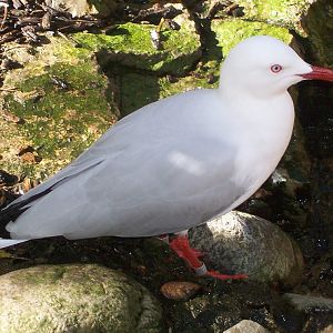 Silver Gull (Larus novaehollandiae)