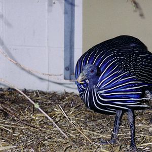 Vulturine Guineafowl (Acryllium vulturinum)