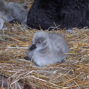 Black Swan (Cygnus atratus)