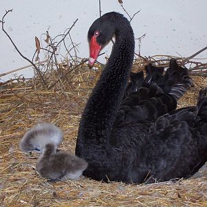 Black Swan (Cygnus atratus)