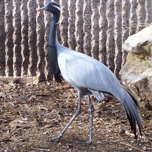 Demoiselle Crane (Anthropoides virgo)