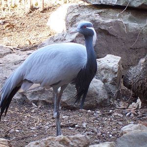 Demoiselle Crane (Anthropoides virgo)
