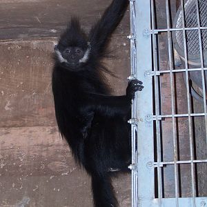 Fran?ois' Langur (Trachypithecus francoisi)
