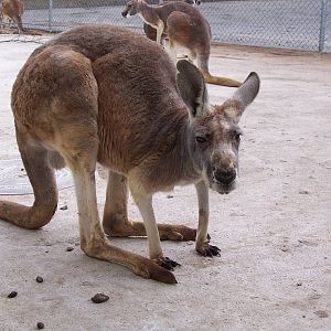 Red Kangaroo (Macropus rufus)
