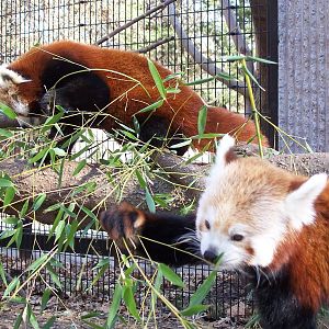 Red Panda (Ailurus fulgens)